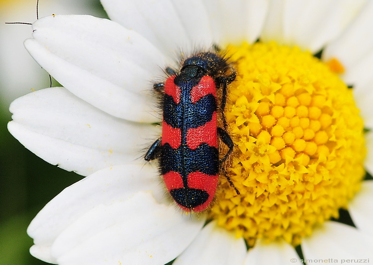 Trichodes alvearius del Chianti